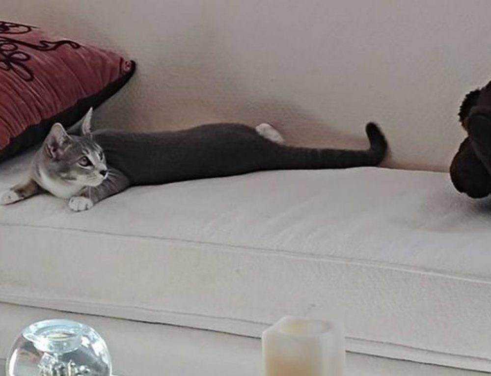 Sarcoptes Scabies Affordable Pet Care