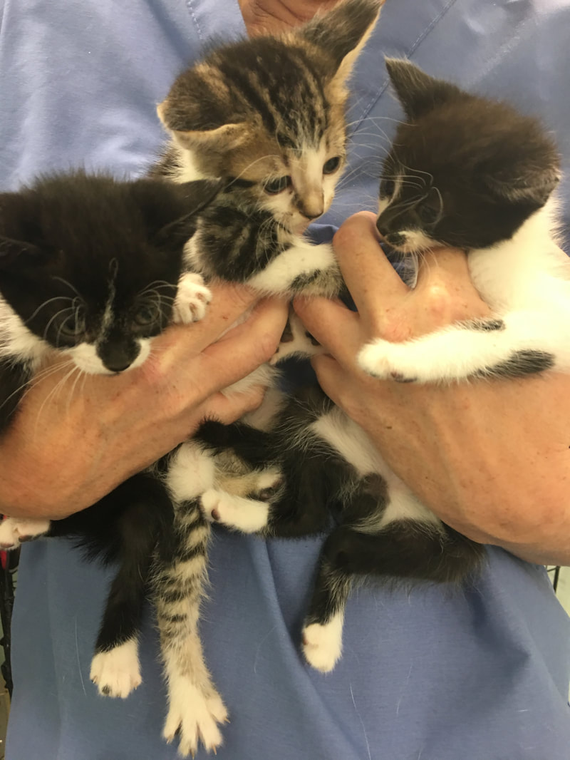 A person wearing a blue shirt, who appears to be a veterinarian, holds three small kittens. One kitten is black and white, another is tabby and white, and the third is also black and white. The kittens are cuddled close together in the vet's hands.