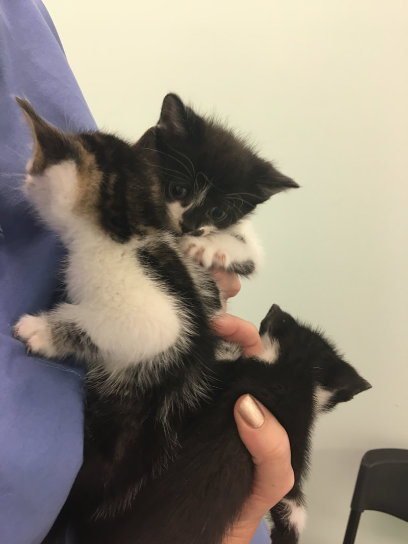 A veterinarian wearing a blue shirt holds three small kittens. The kittens have black and white fur with patches of different colors. One kitten looks directly at the camera while the other two are oriented in different directions. The vet's hand supports the kittens gently.