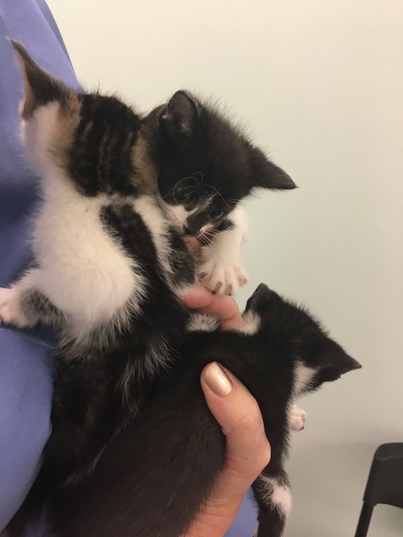 A person in a blue shirt, possibly a veterinarian, is holding three small kittens—two with black and white fur and one with gray and white fur. The kittens are bunched together, with one looking downward and another nuzzling into a fellow kitten.