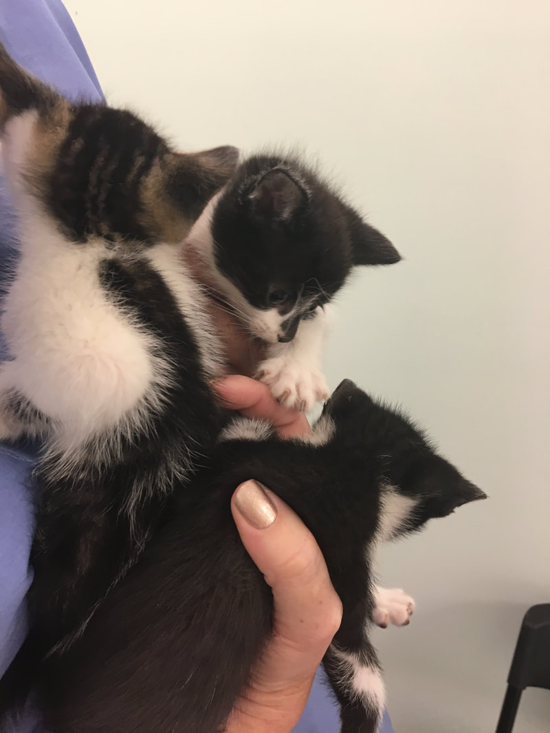 A person, possibly a veterinarian, is holding three small kittens in their hand. The kittens, two with black and white fur and one with brown, black, and white fur, appear to be huddled together. The person's nails are painted a metallic shade, and they are wearing a blue shirt.