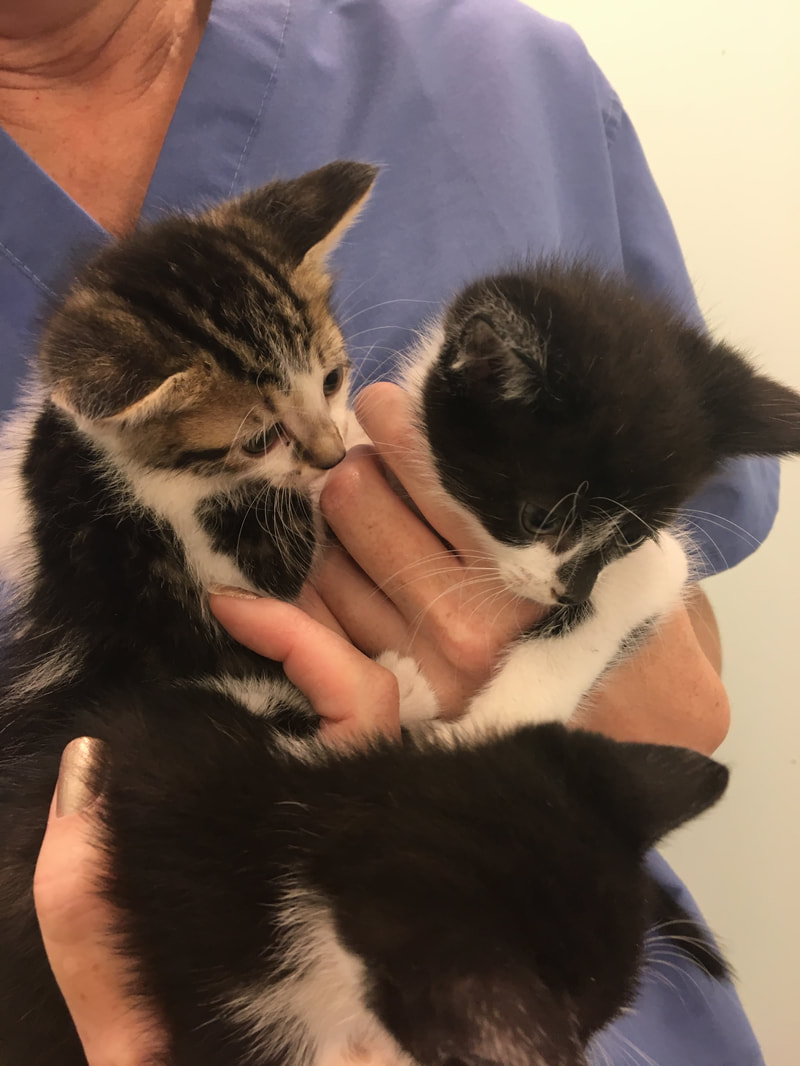 A veterinarian in a blue top holds three small kittens. One kitten has a brown and white face, one is mostly black with white patches, and the third kitten is primarily black and white.