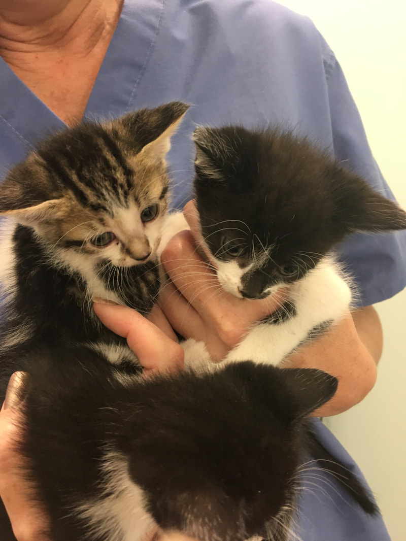 A veterinarian dressed in blue scrubs holds three small kittens. Two of the kittens are black and white, and one is brown and white with tabby markings. The kittens are nestled closely together, looking calm and curious.