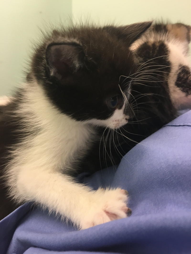 A small black and white kitten with white paws rests its front paws on a veterinarian's blue shirt. The kitten is looking down and to the right, showing a curious expression. The background is softly blurred.