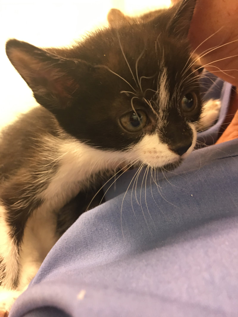 Close-up of a small black and white kitten with large eyes and white whiskers, resting on a person's blue shirt. The kitten appears to be looking curiously towards something off-camera, perhaps at the veterinarian. The background is softly lit, highlighting the kitten’s fur details.