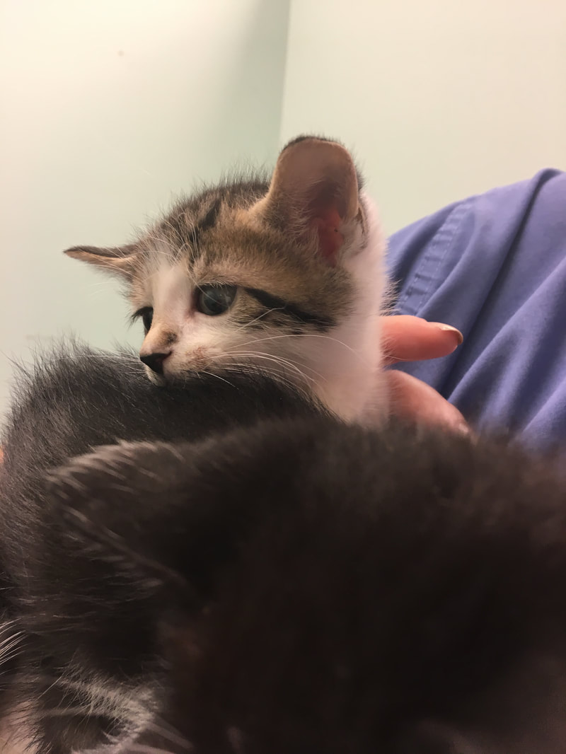 A small kitten with a white and brown face and dark patchy fur is being gently held by a veterinarian. Its ears are perked up, and it is looking off to the side. The person holding the kitten is wearing a blue shirt. The background is plain and light-colored.