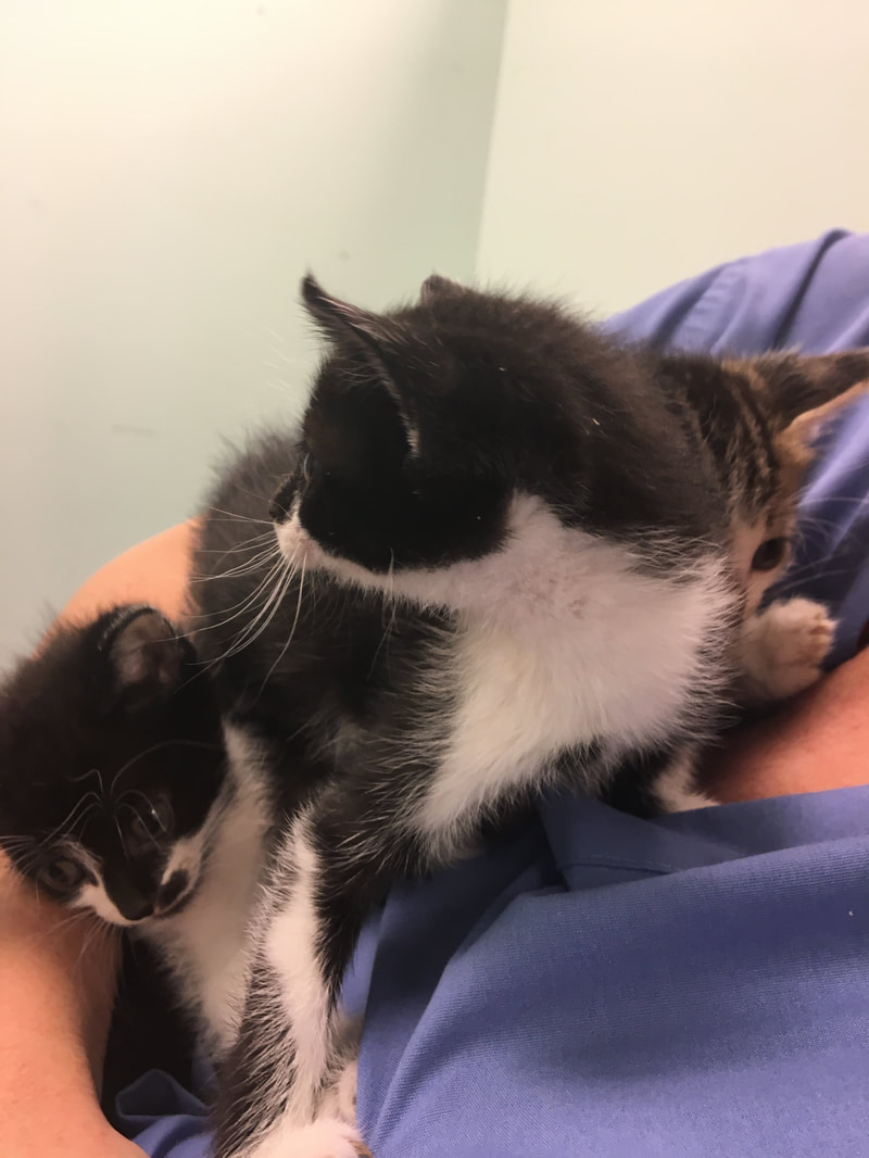 A veterinarian in a blue shirt is holding three kittens. Two of the kittens are black and white, and one is brown and white. The kittens are cuddled together, with some facing different directions. The background is neutral.