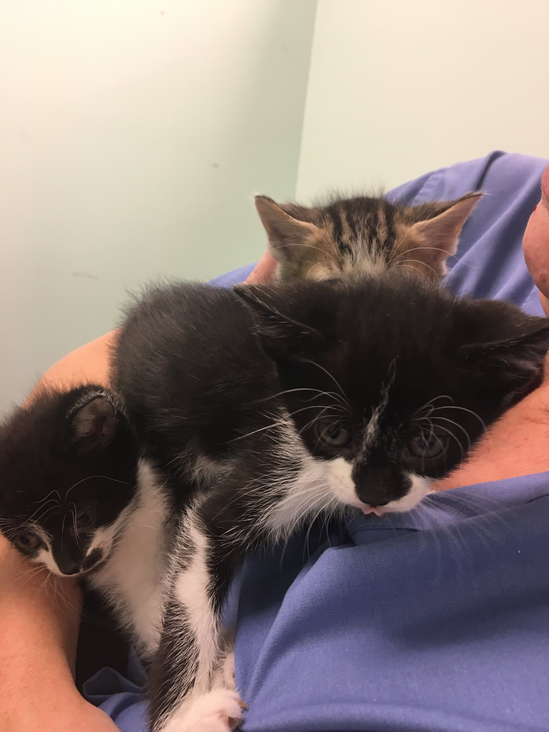 A veterinarian in a blue shirt holds three small kittens. Two of the kittens are black and white, while the third kitten in the back appears to be tabby-colored. The kittens look cozy and content in the vet's arms.