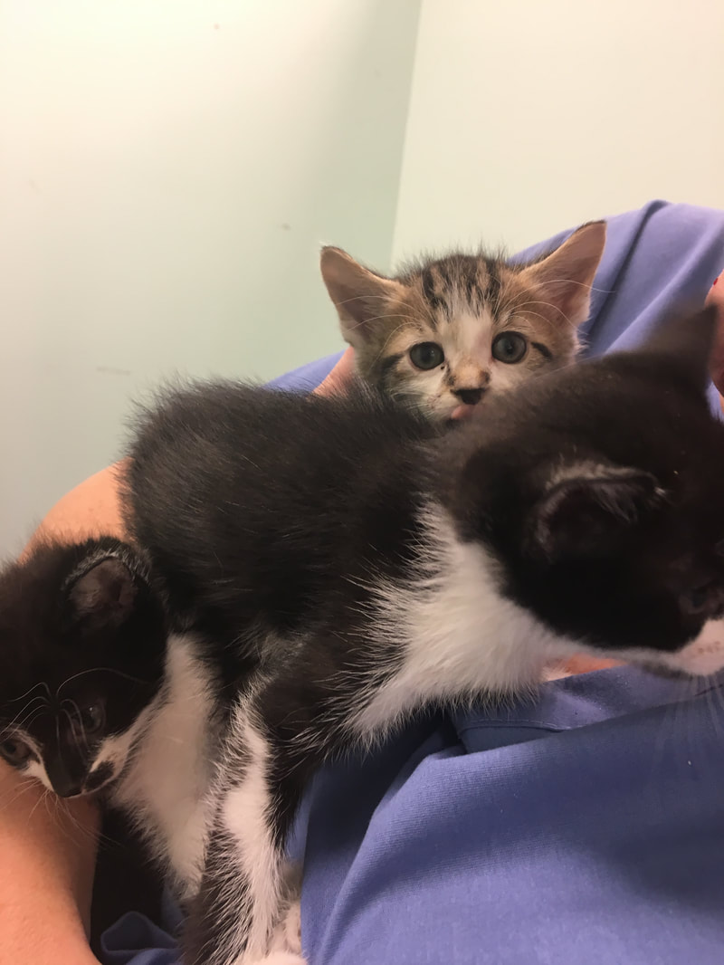 A veterinarian in blue scrubs holds three kittens. The front two kittens have black and white fur, while the third kitten at the back has tabby fur with white paws. All three kittens are snuggled closely together.