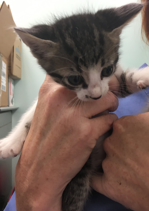 A person gently holds a small, gray and white kitten in their hands. The kitten, with its white face and large, curious eyes, looks up trustingly. The background is slightly blurred but reveals a light-colored wall and a few cardboard boxes that hint at a veterinarian clinic.